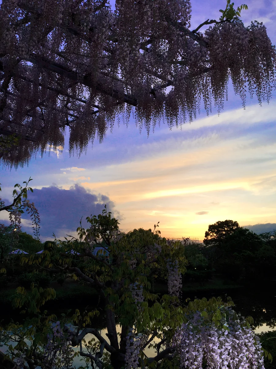 投稿写真：夕暮れ時の藤