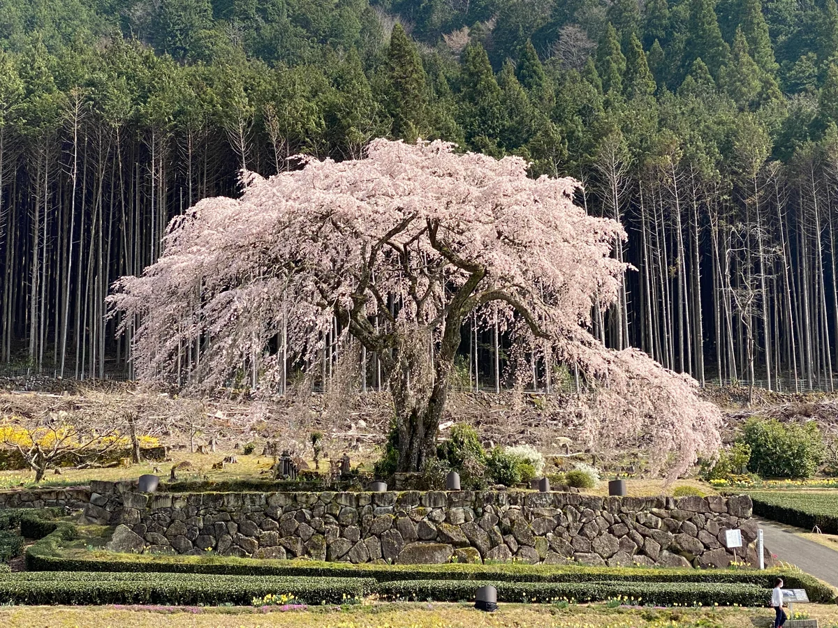 投稿写真：しだれ桜