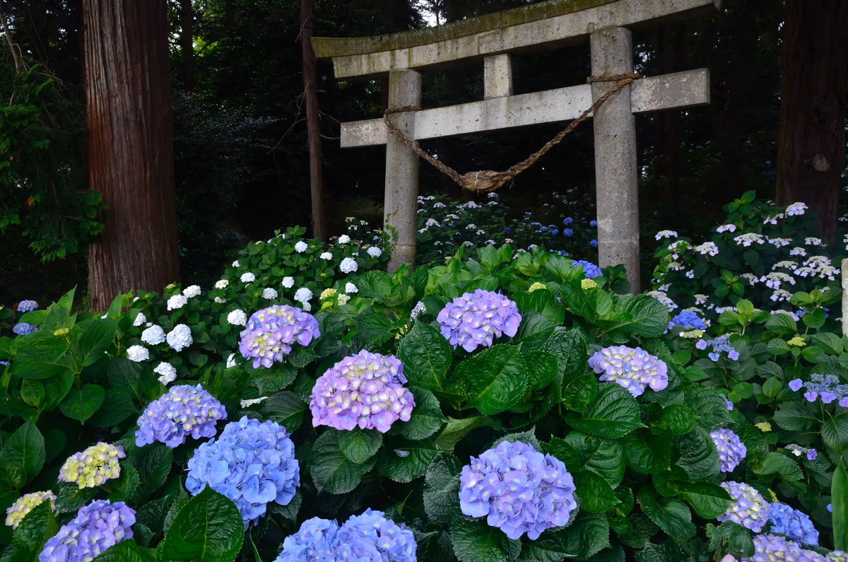 投稿写真：磯山神社　紫陽花
