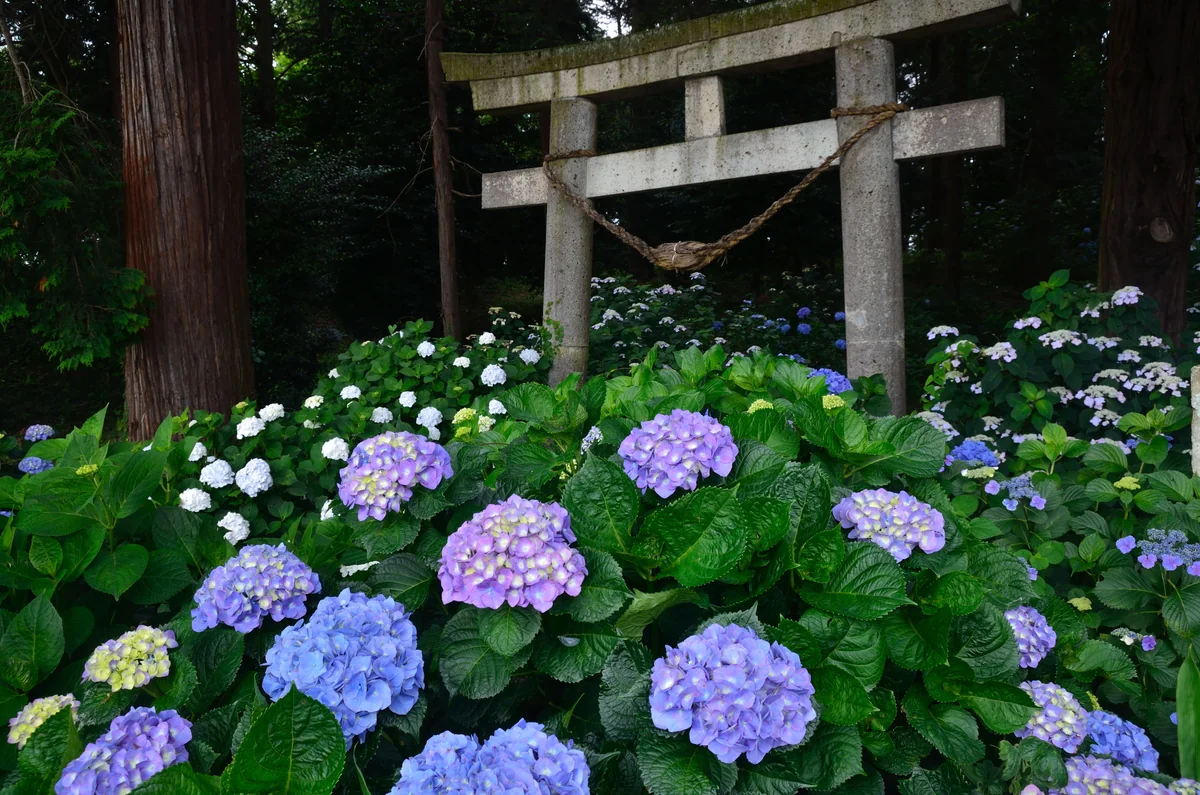 投稿写真：磯山神社　紫陽花