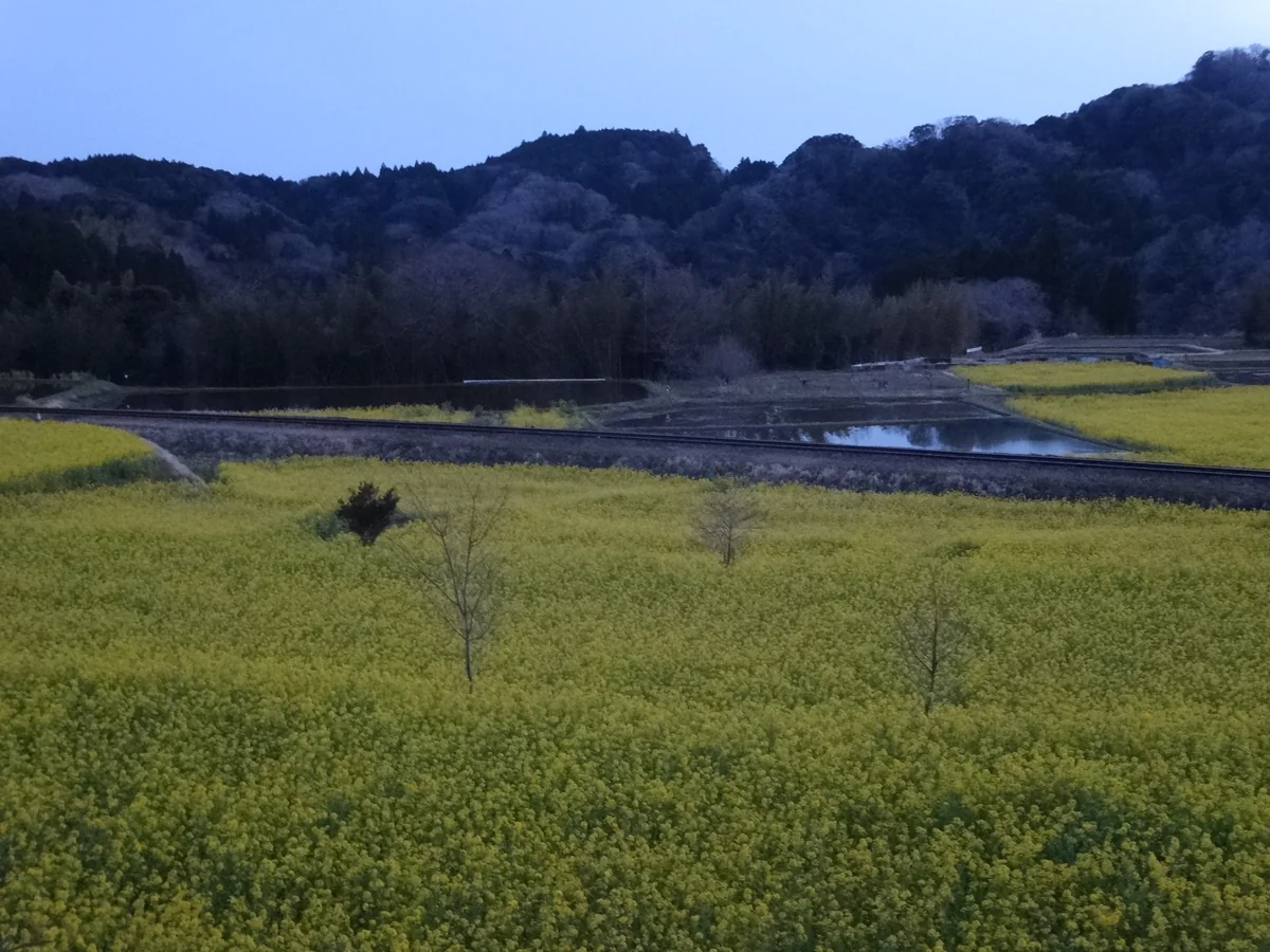 投稿写真：『石神の菜の花畑2017』／養老渓谷周辺