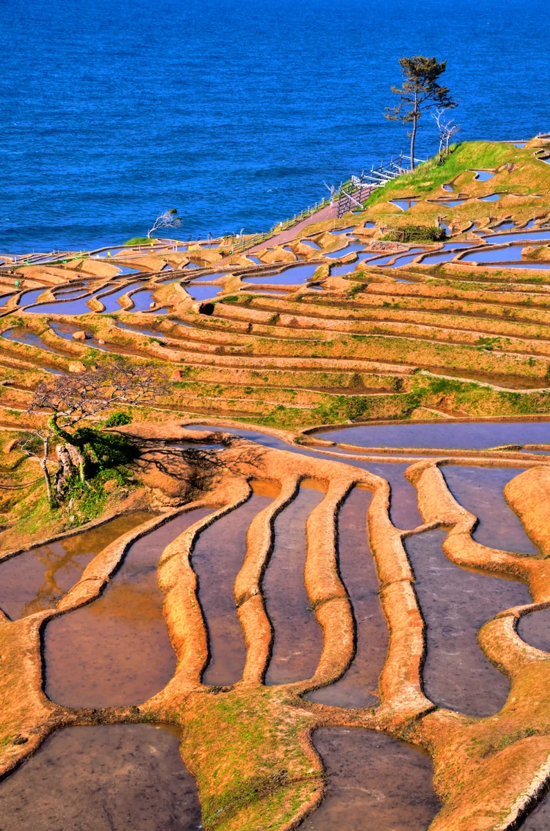 投稿写真：白米千枚田