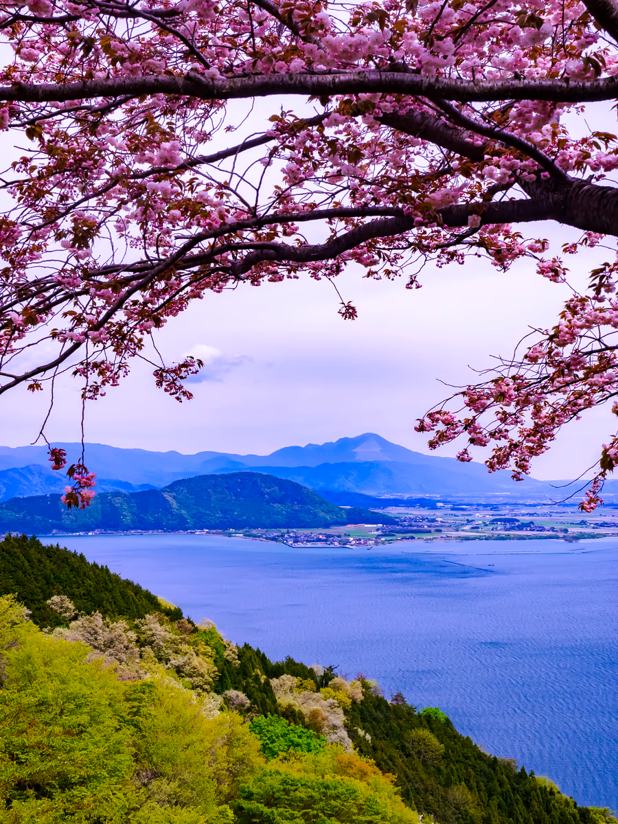 投稿写真：新緑の伊吹山と八重桜
