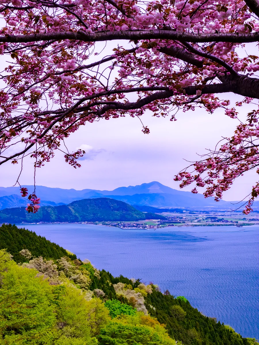 投稿写真：新緑の伊吹山と八重桜