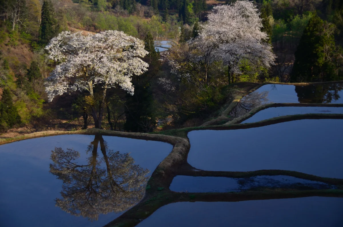 投稿写真：棚田と桜