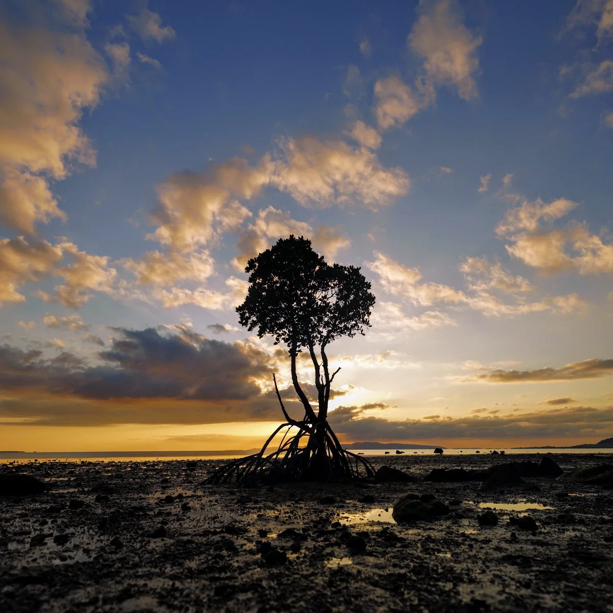 投稿写真：１本マングローブ