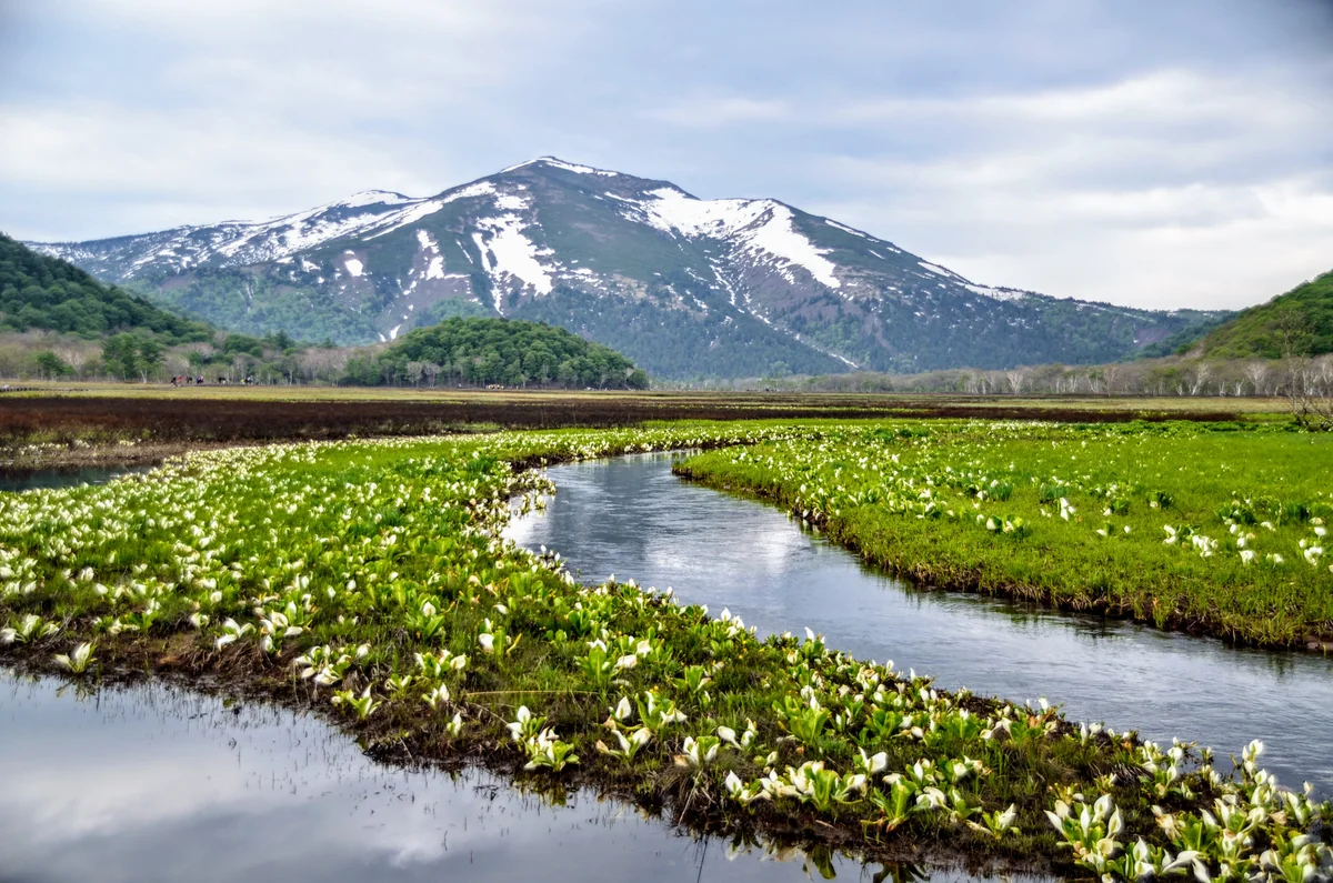 投稿写真：至仏山とミズバショウ