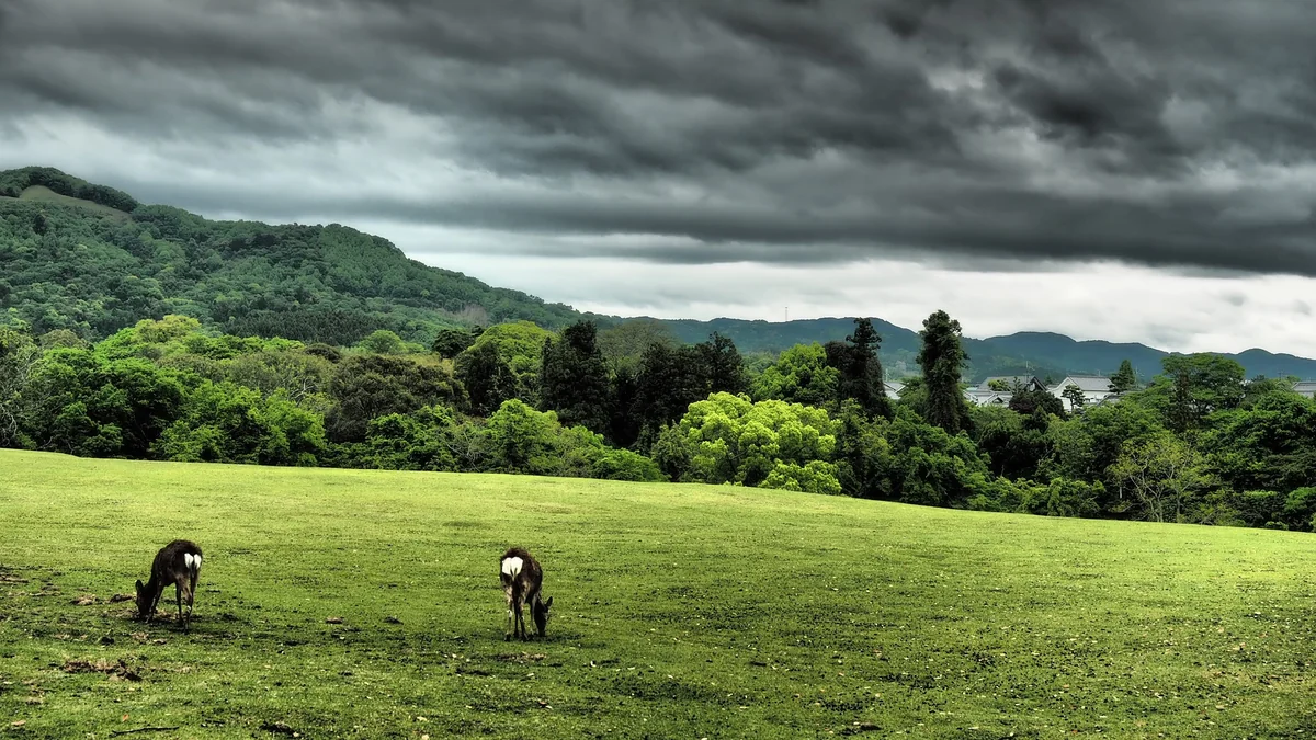 投稿写真：飛火野　鹿が戯れる
