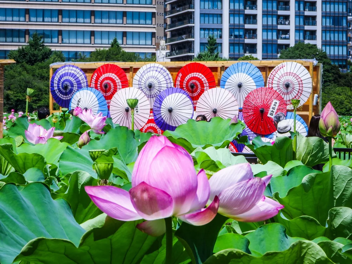 投稿写真：和傘とハスの花