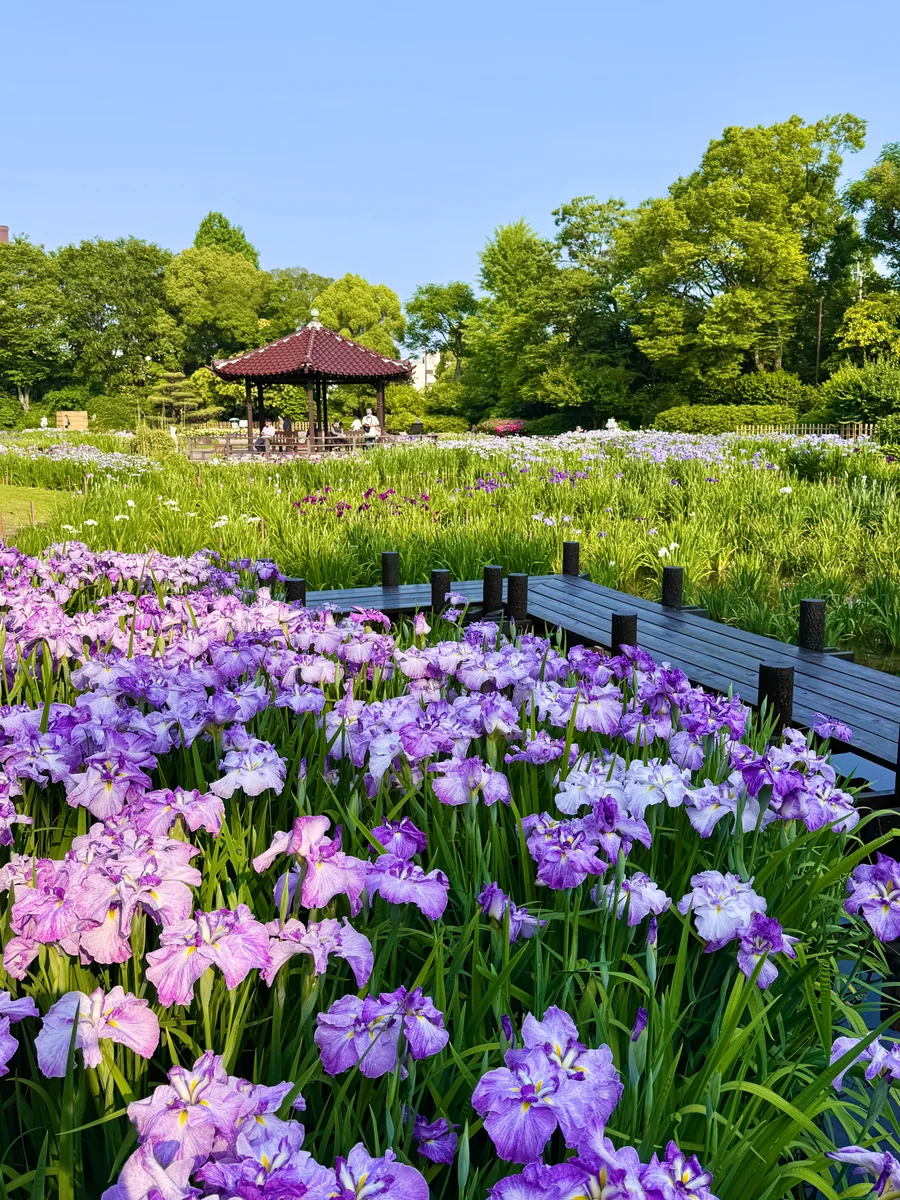 投稿写真：初夏の絶景 城北菖蒲園