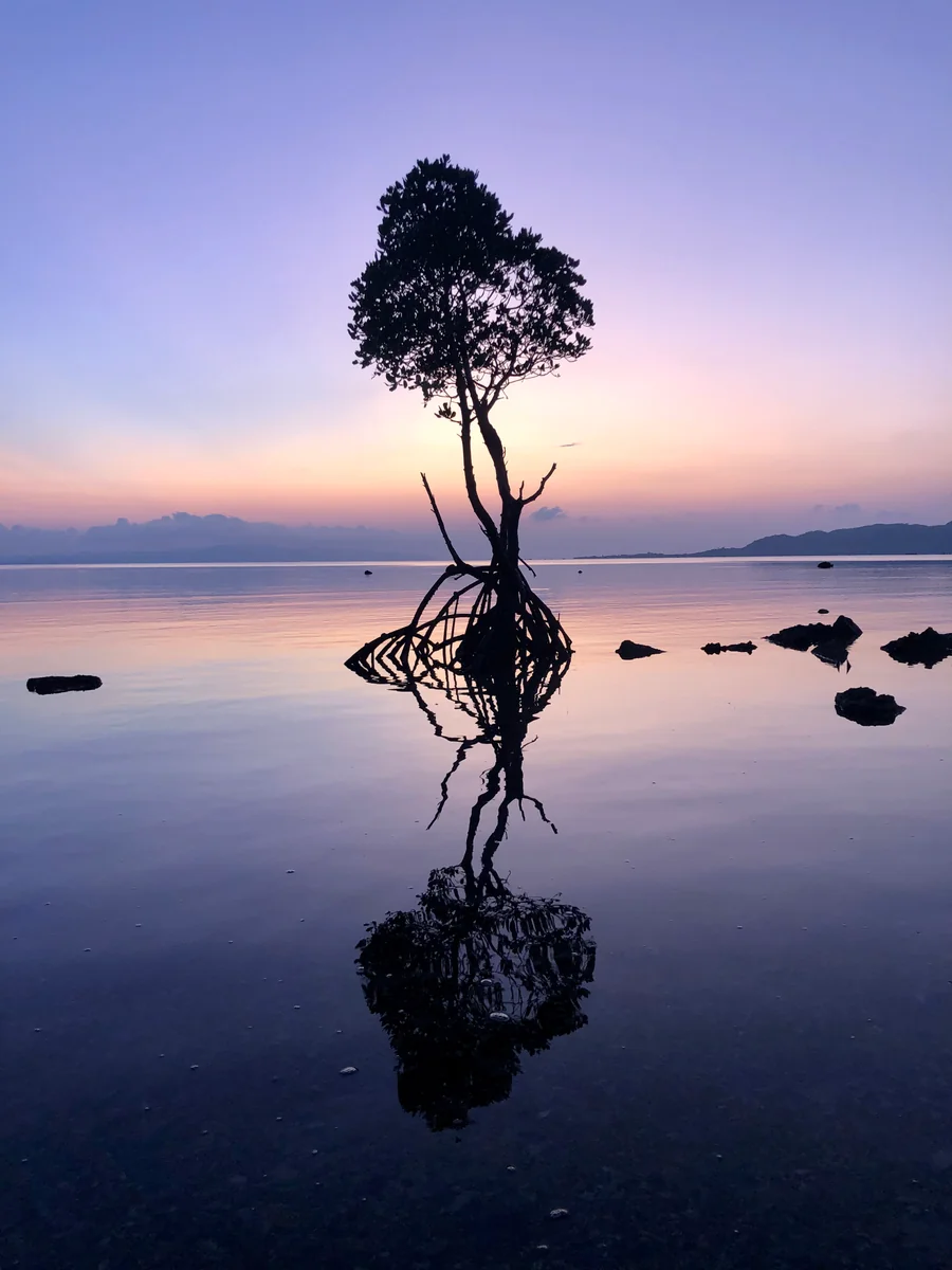 投稿写真：ヒルギ