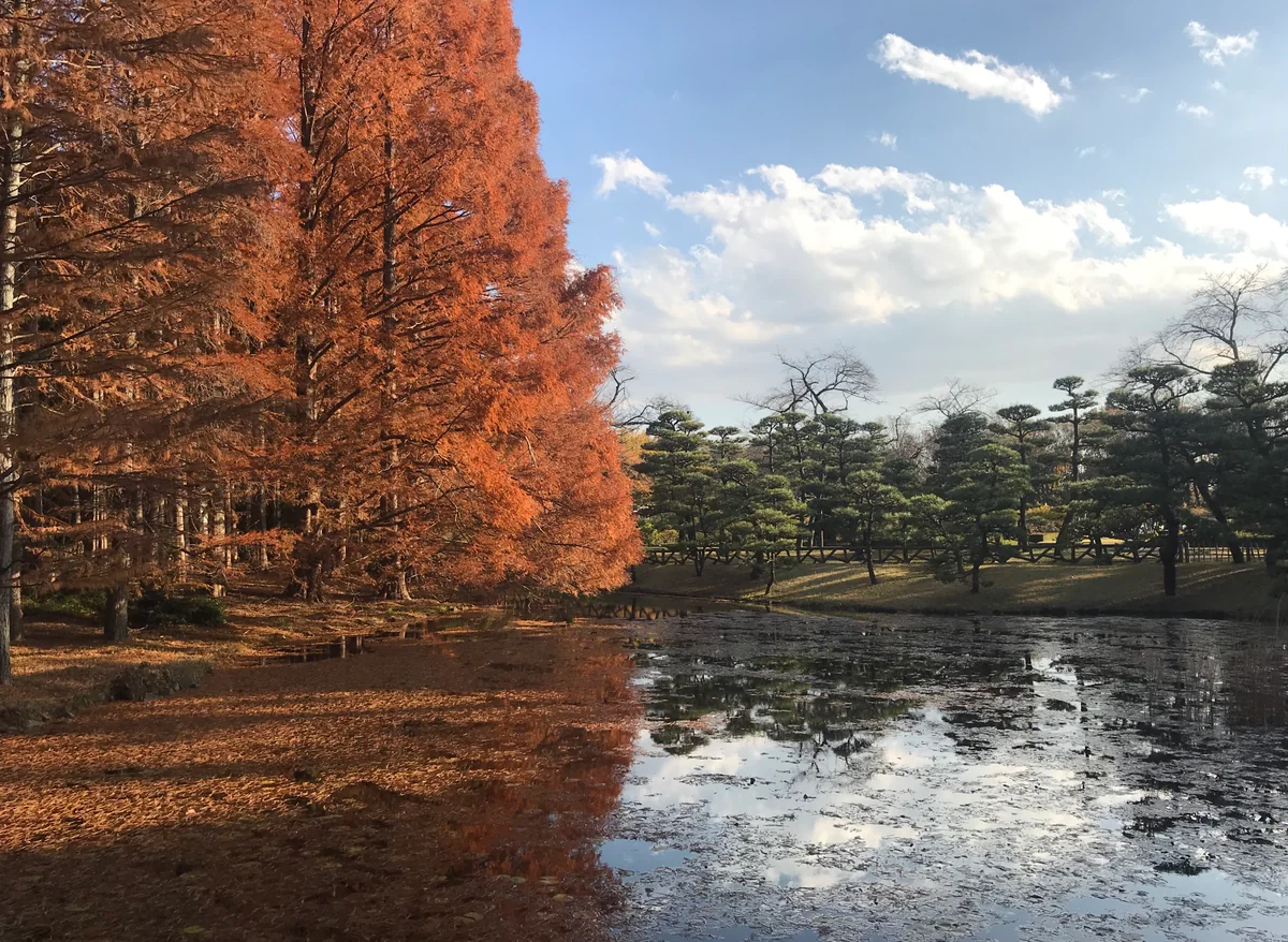 投稿写真：秋最終章2