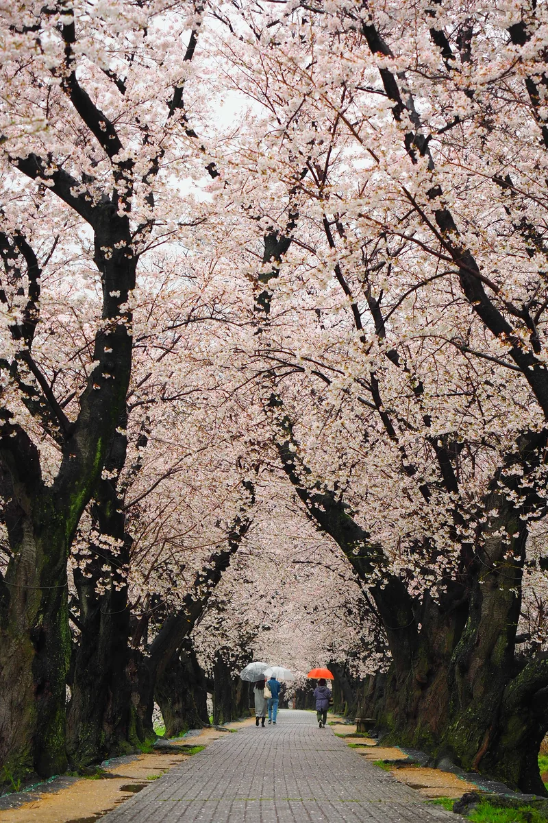 投稿写真：背割り堤　桜の散歩道　雨
