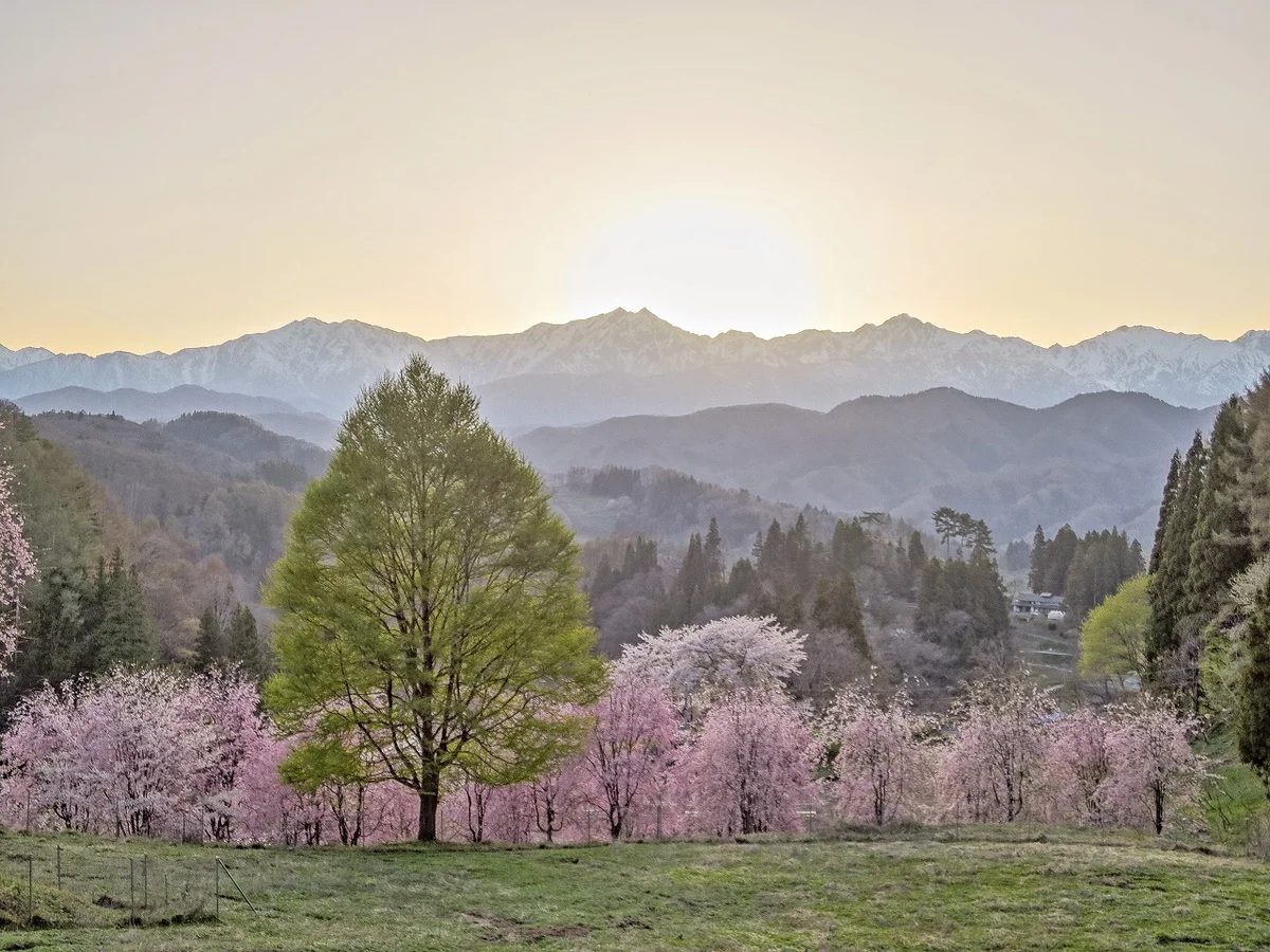 投稿写真：夕焼け空に映える仁科三山と満開の桜