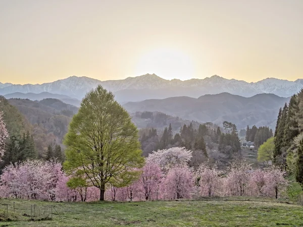 投稿：夕焼け空に映える仁科三山と満開の桜