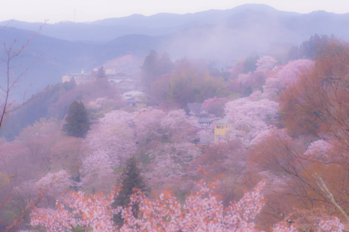 投稿写真：朝靄と桜