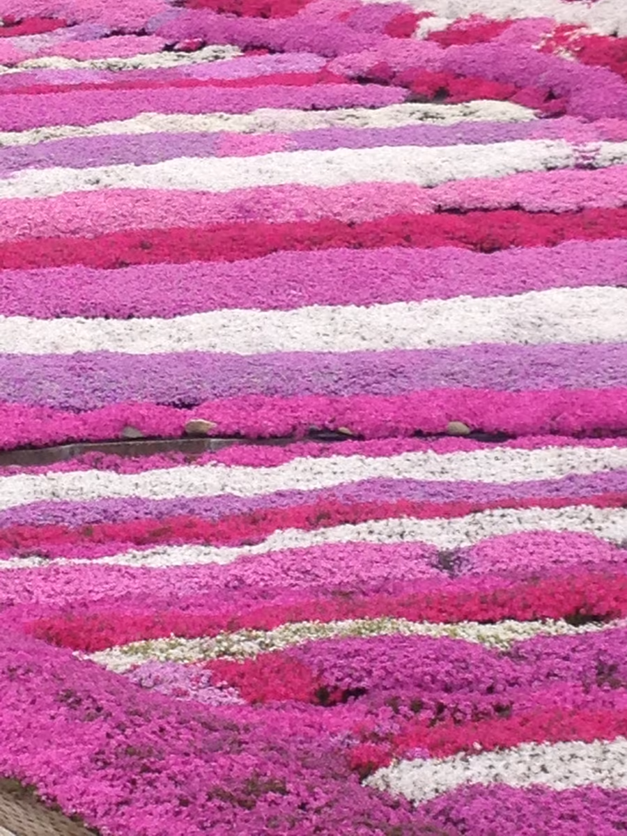投稿写真：村上さんの芝桜園