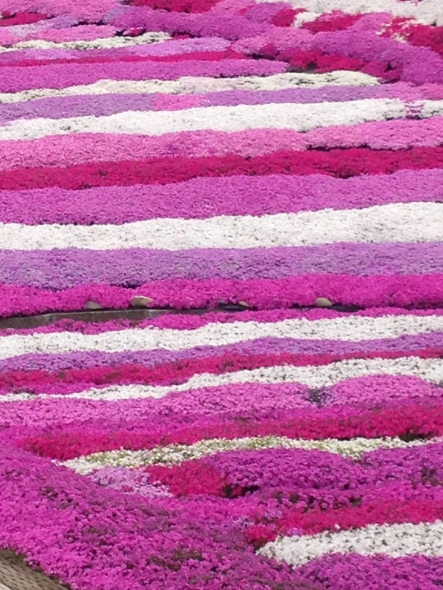 投稿写真：村上さんの芝桜園