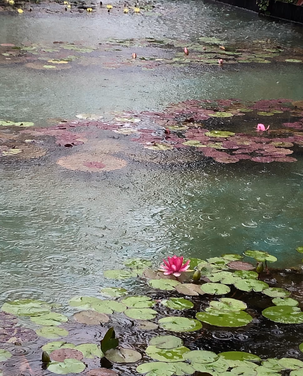 投稿写真：モネの池