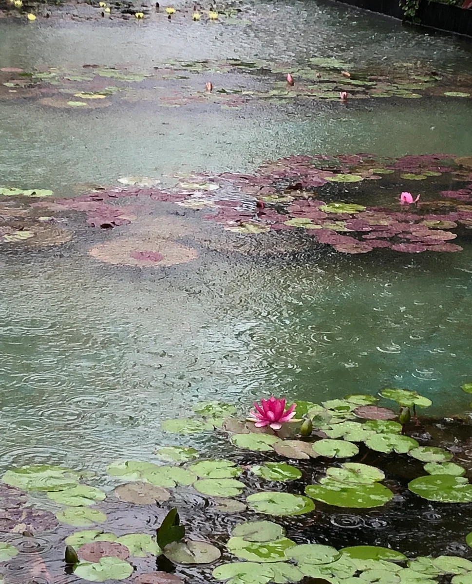 投稿写真：モネの池