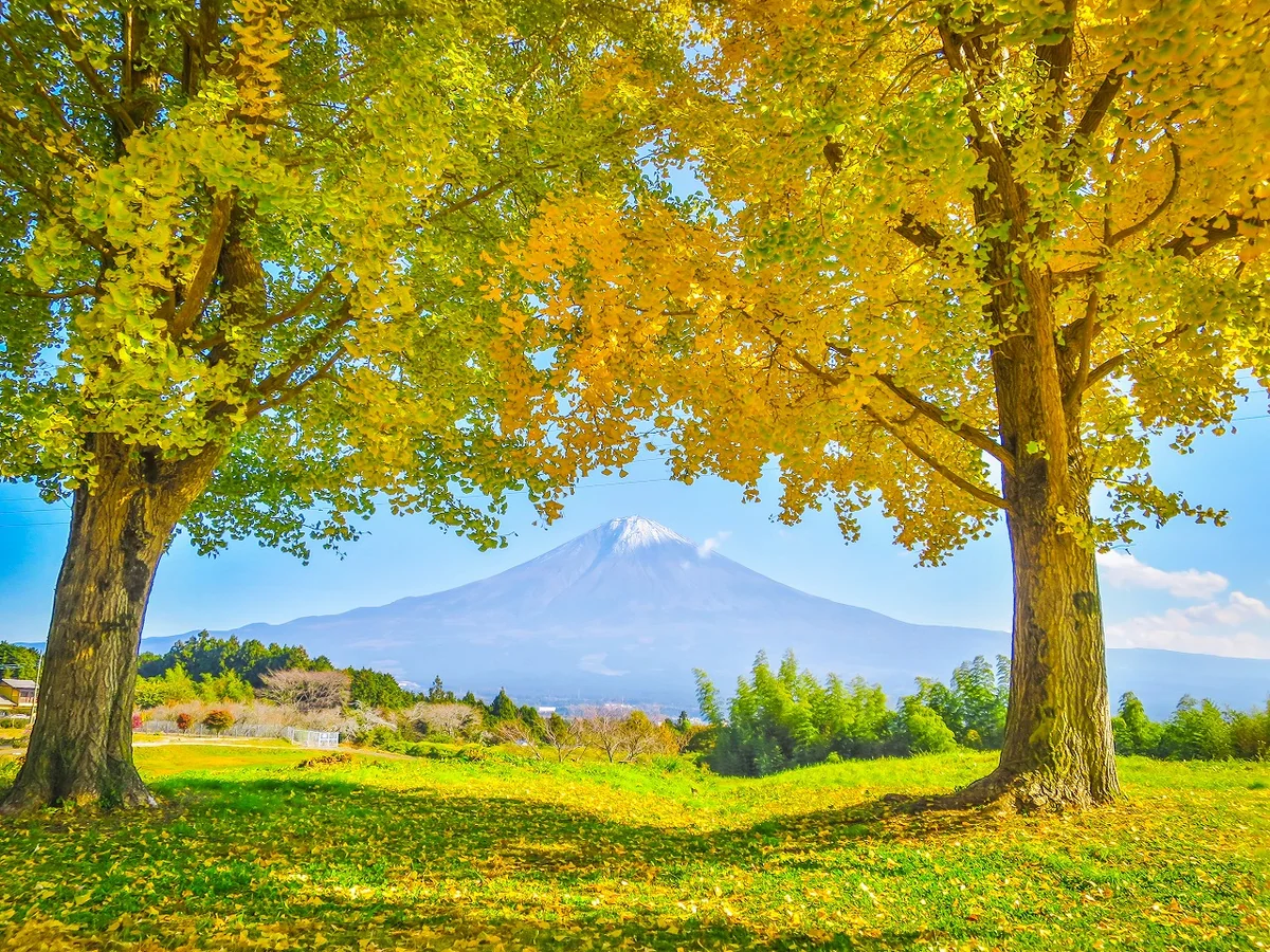 投稿写真：イチョウの黄葉と冠雪富士