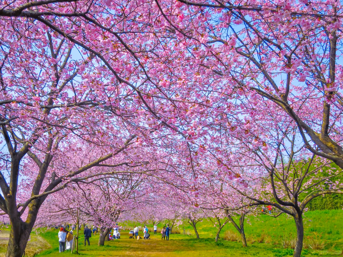 投稿写真：満開の安行寒桜並木~桜のトンネル