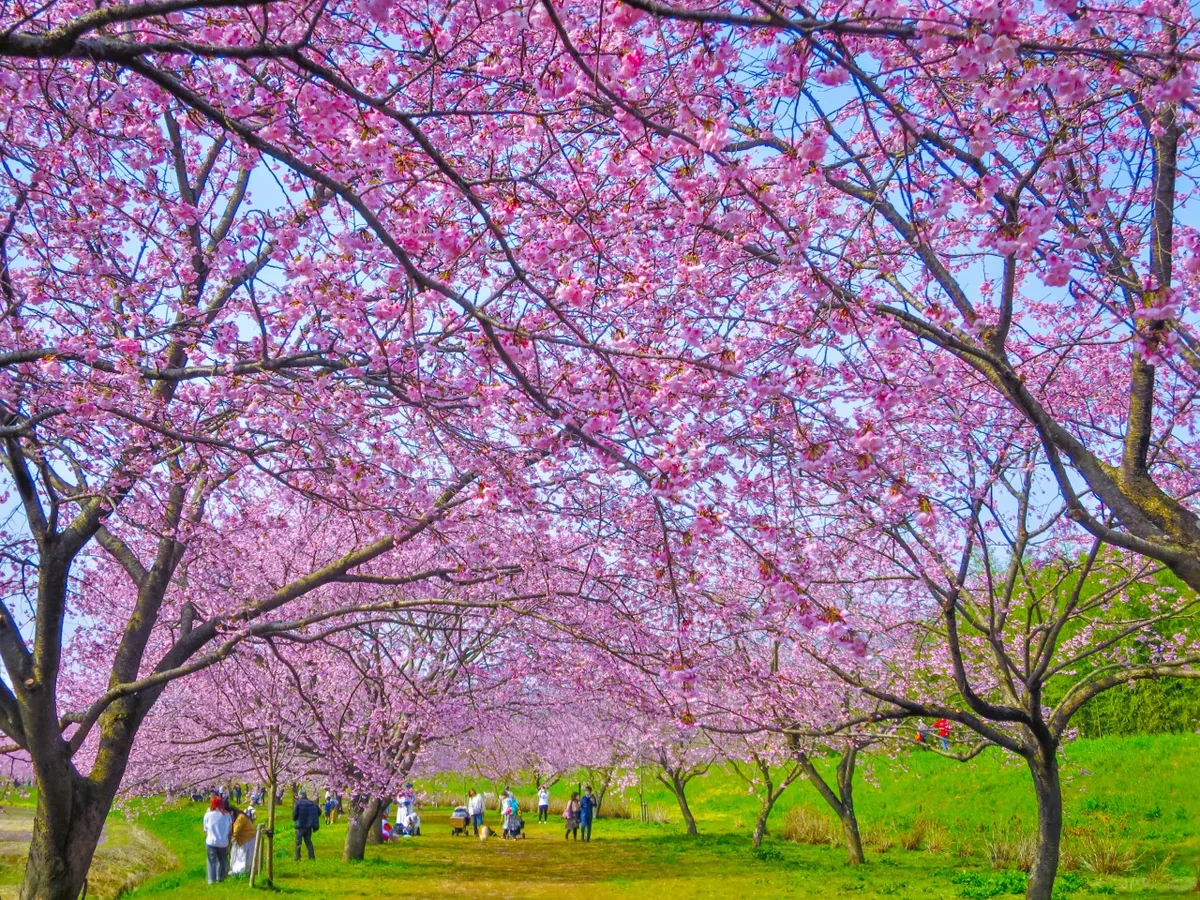 投稿写真：満開の安行寒桜並木~桜のトンネル