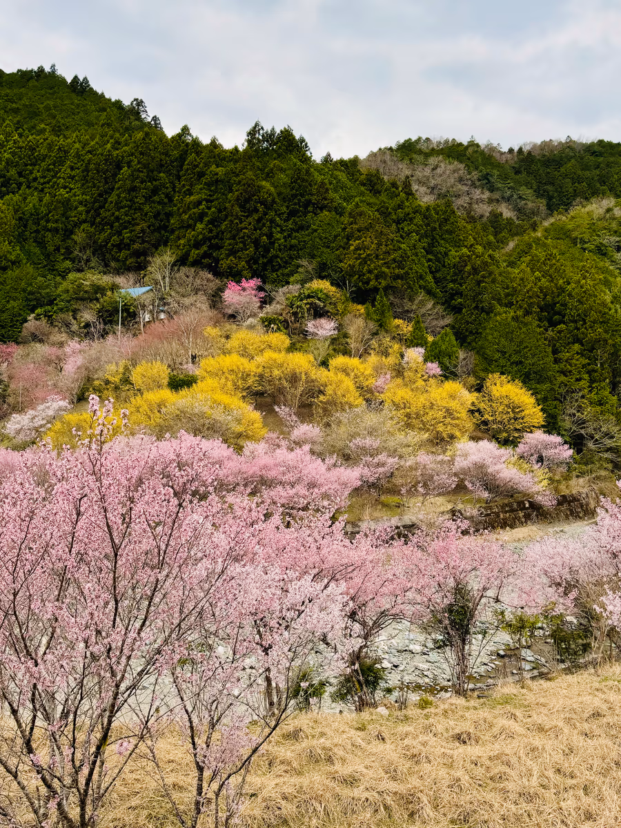 投稿写真：春色🌸桃源郷
