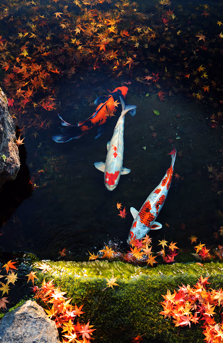 投稿写真：Kyonan hi Kyoto japan 城南宮