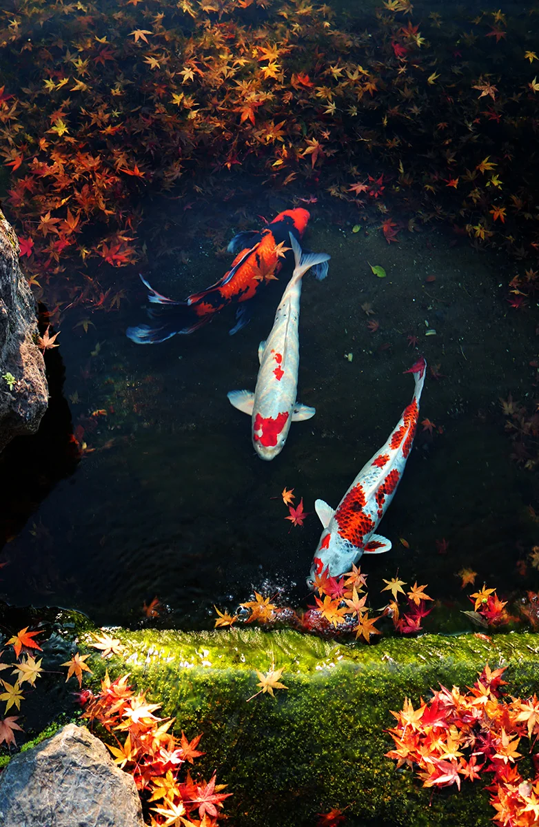 投稿写真：Kyonan hi Kyoto japan 城南宮