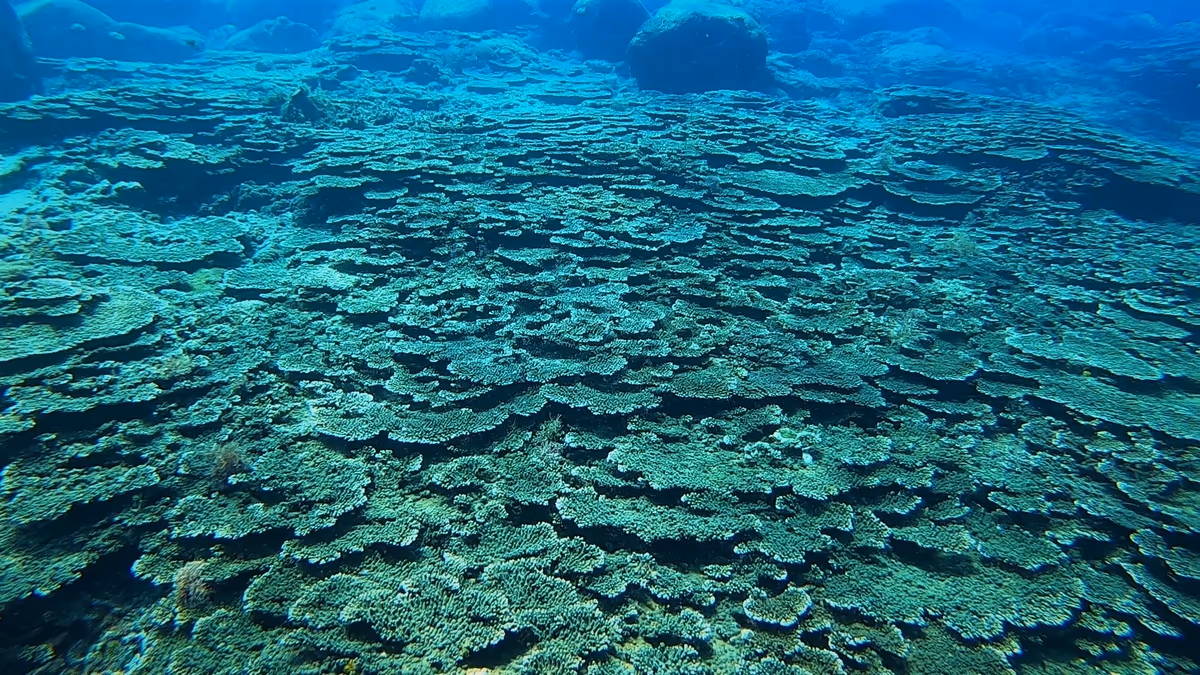 投稿写真：冨賀浜のテーブルサンゴ群生
