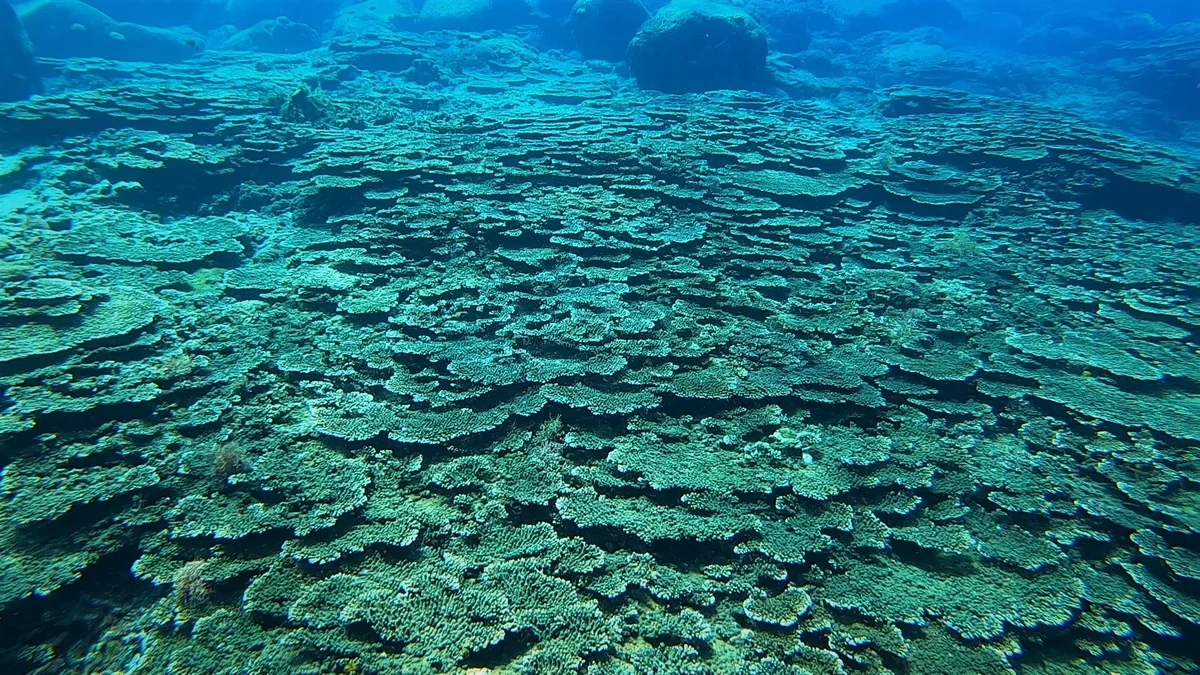 投稿写真：冨賀浜のテーブルサンゴ群生