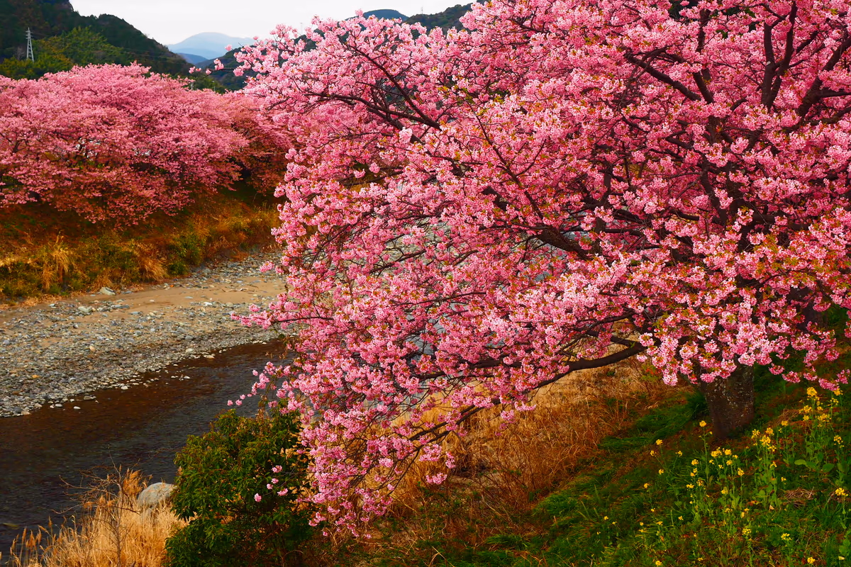 投稿写真：河津川の桜並木