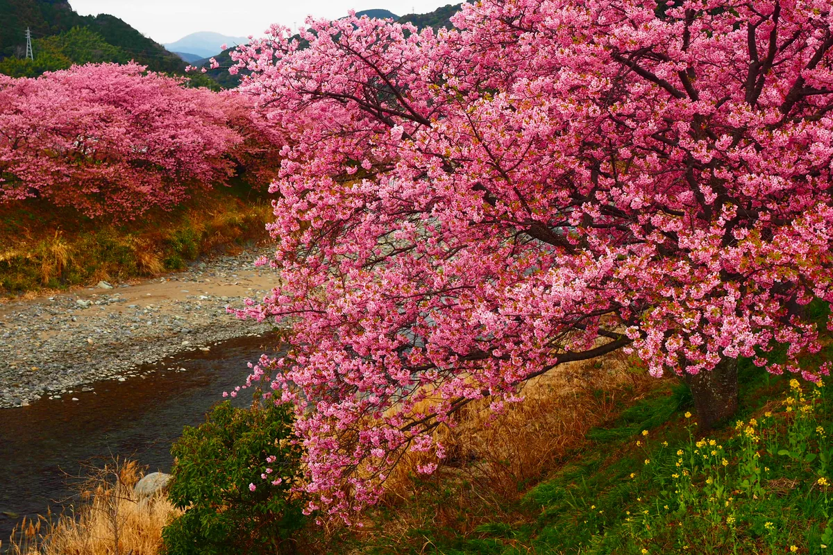 投稿写真：河津川の桜並木