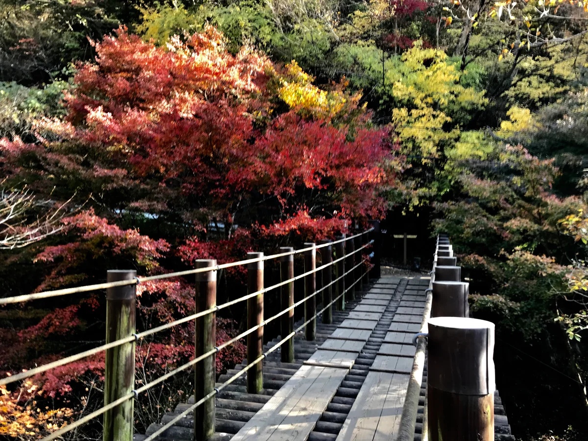 投稿写真：渓流のせせらぎを聞きながら紅葉狩り🎵