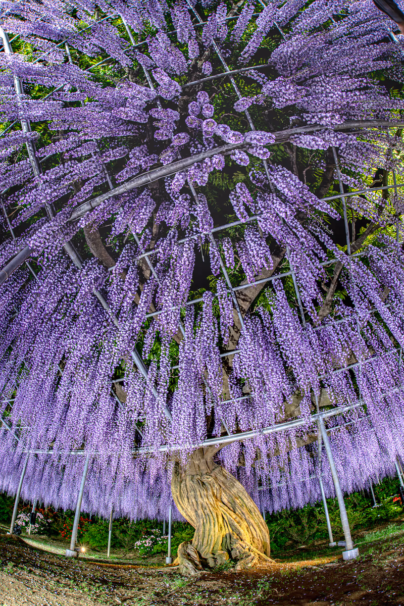 投稿写真：むらさき藤棚 魚眼レンズで