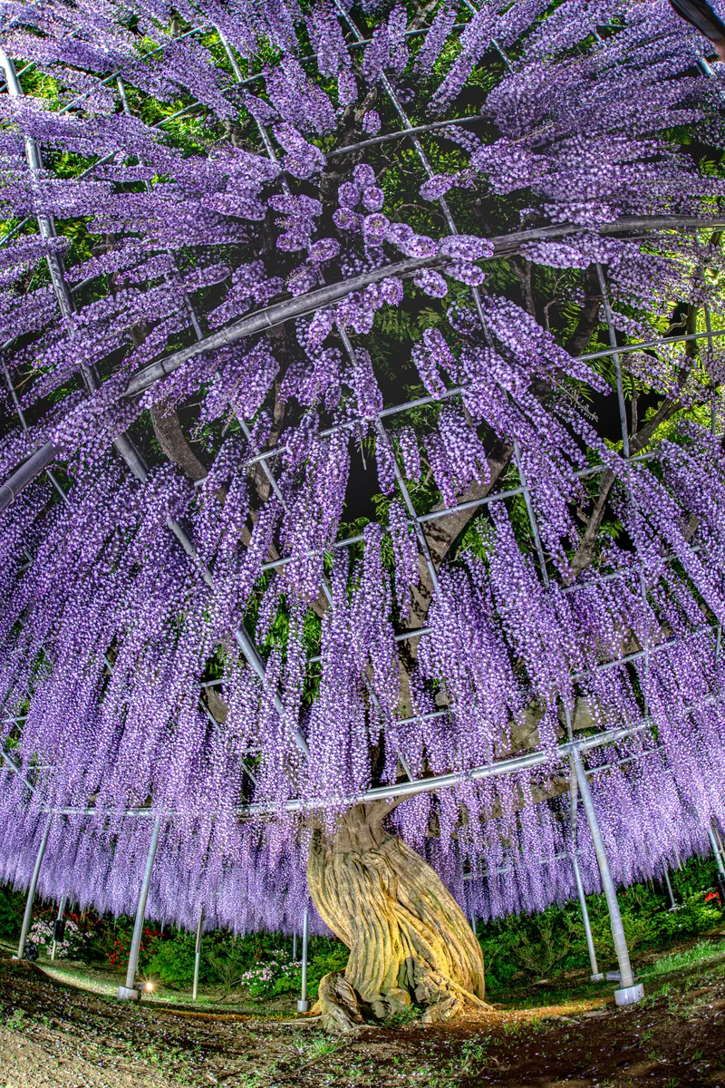 投稿写真：むらさき藤棚 魚眼レンズで