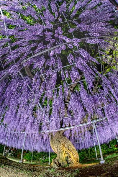 投稿：むらさき藤棚 魚眼レンズで