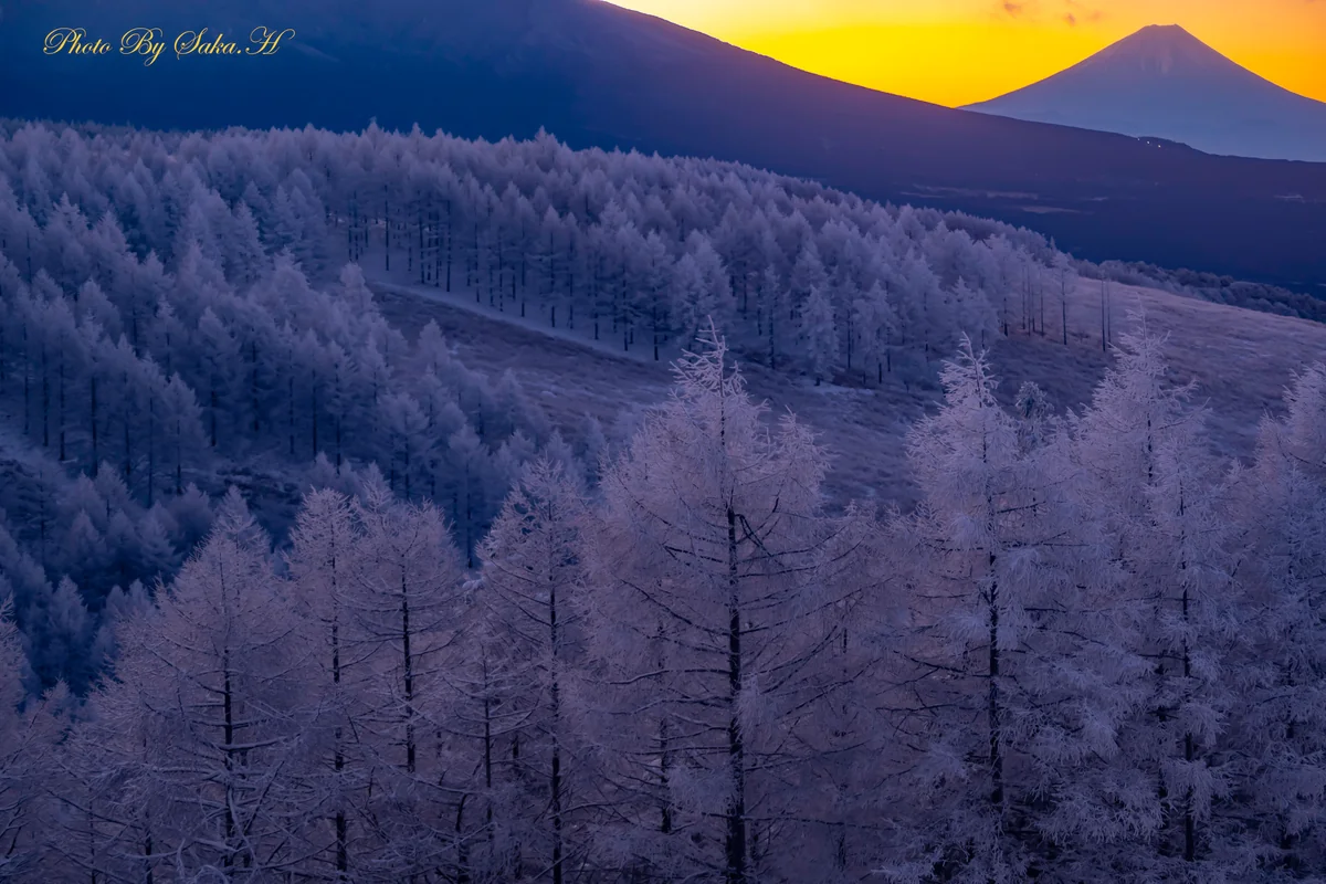 投稿写真：霧氷