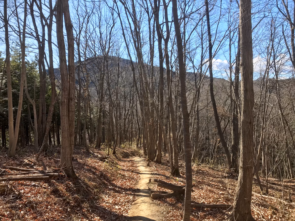 投稿写真：宝登山への道