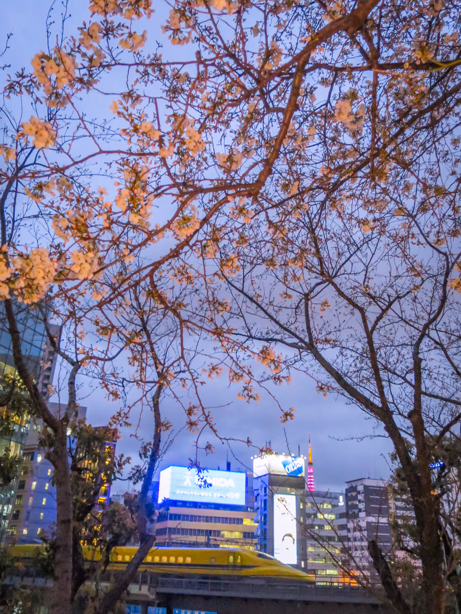投稿写真：咲き始めの桜とドクターイエロー⑤