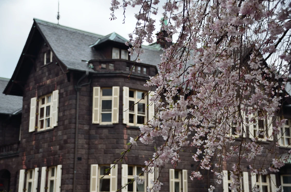 投稿写真：旧古河庭園桜