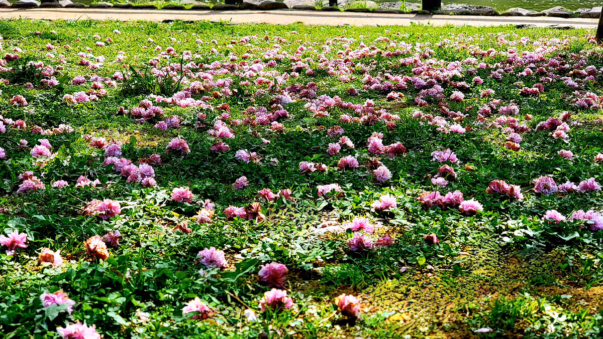 投稿写真：桜の絨毯