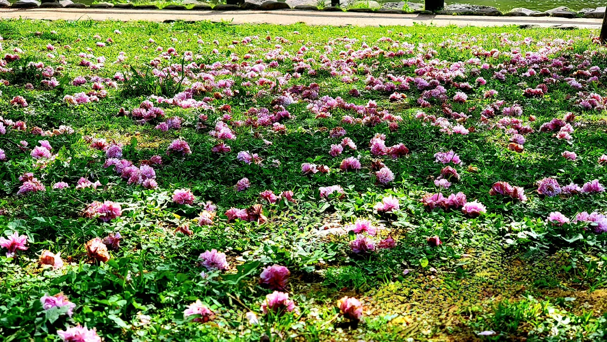 投稿写真：桜の絨毯