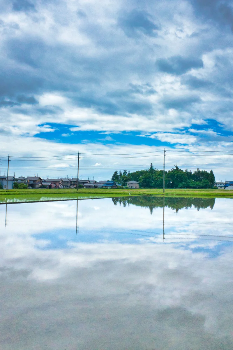 投稿写真：田の水