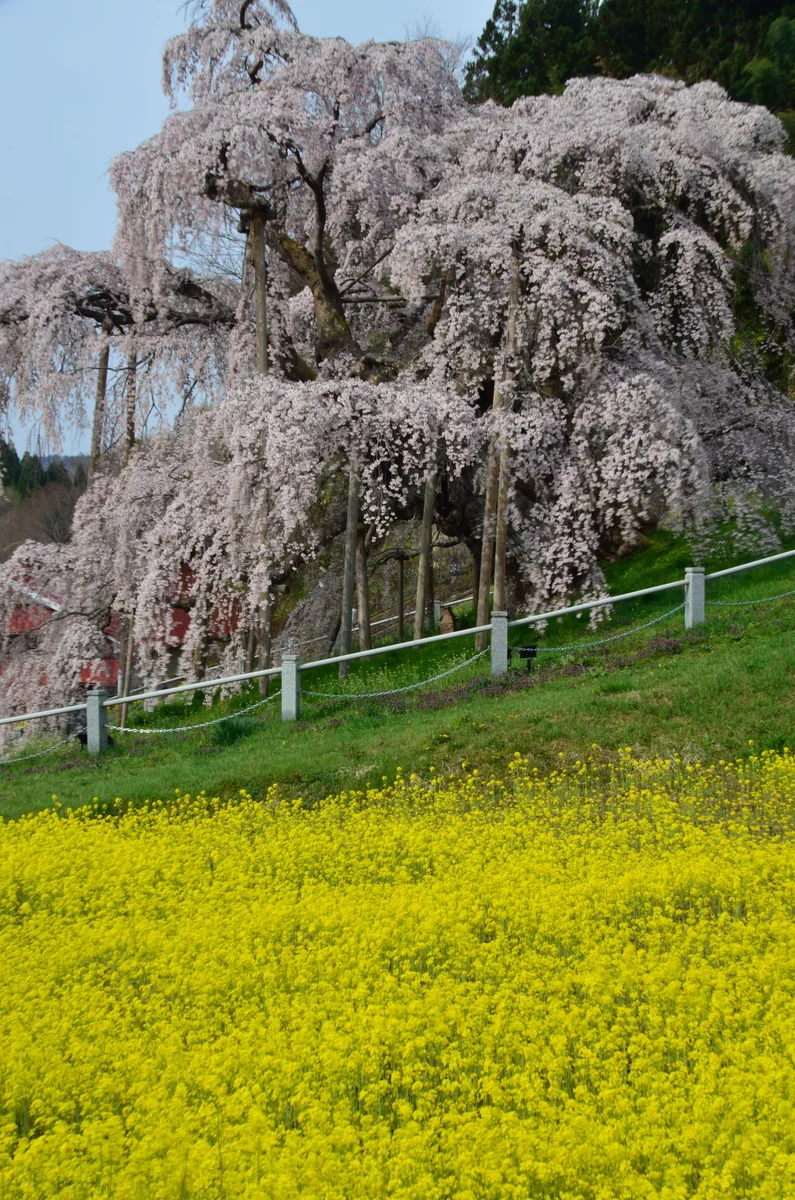 投稿写真：三春の滝桜