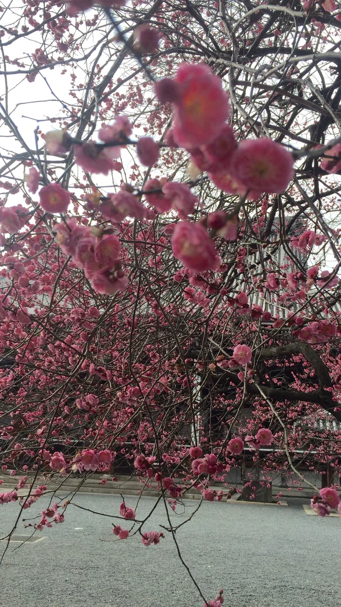 投稿写真：万朶の紅梅が咲き乱れました。