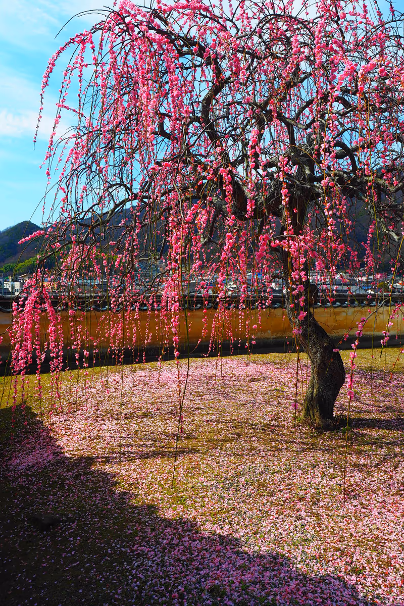 投稿写真：竹原のしだれ梅