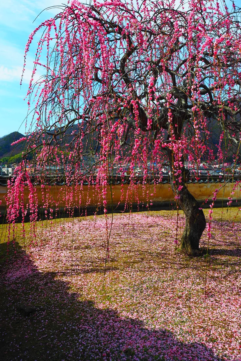 投稿写真：竹原のしだれ梅