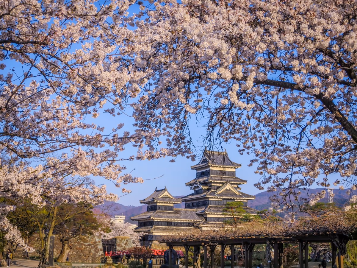 投稿写真：満開の桜と松本城